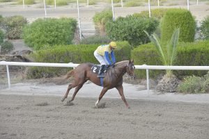 STORMY KING 1.11.2023 STK1013