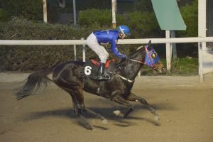 ELLA BELLA BINGO STK2855