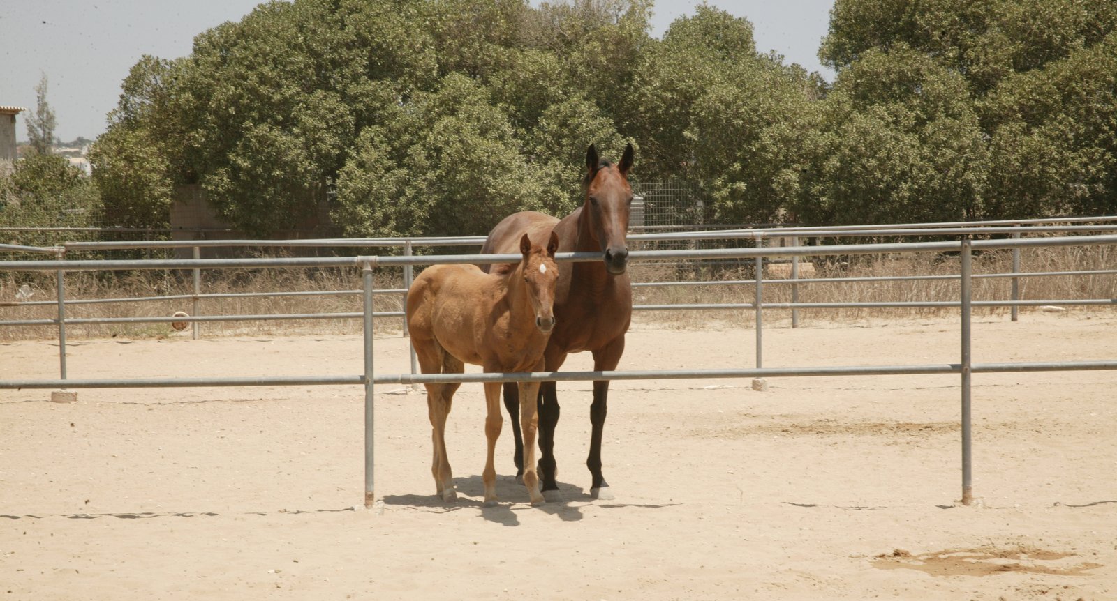 Αυξημένος ο αριθμός των επιβητόρων φέτος 1 FORADA POULARAKI