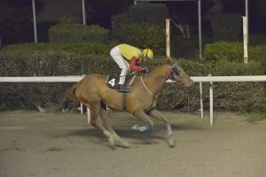 HAWAII KOMPOZER STK3792