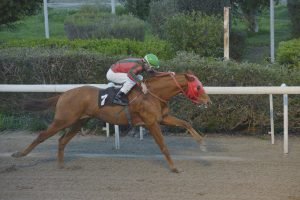 NTREIKO MALFOY STK3780