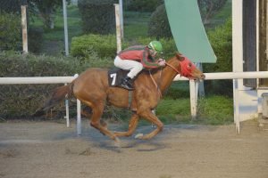 NTREIKO MALFOY STK3781