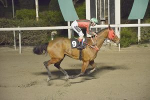 RIGINOS CHIF STK3630 1