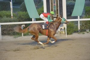 SOFIA GREYS SANTI STK3568