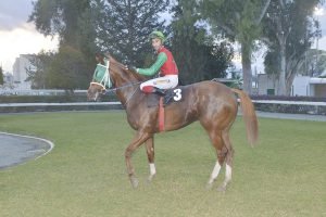 SOFIA GREYS SANTI STK3578