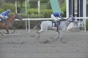 VENTO ASIAMACHOS STK3765