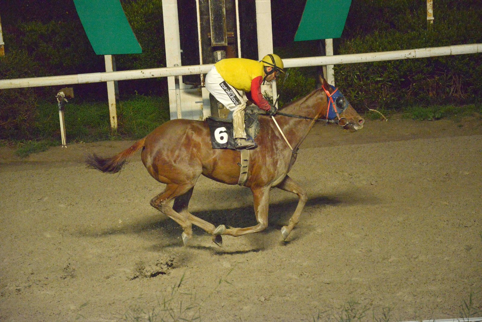 HAMOGIA STK4203 scaled