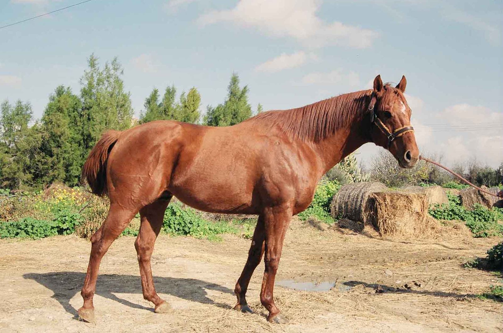 Περίπατος o τρίτος σερί τίτλος 1 TAKKATAMM1