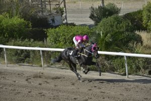 MAVRI KALLONI STK6637