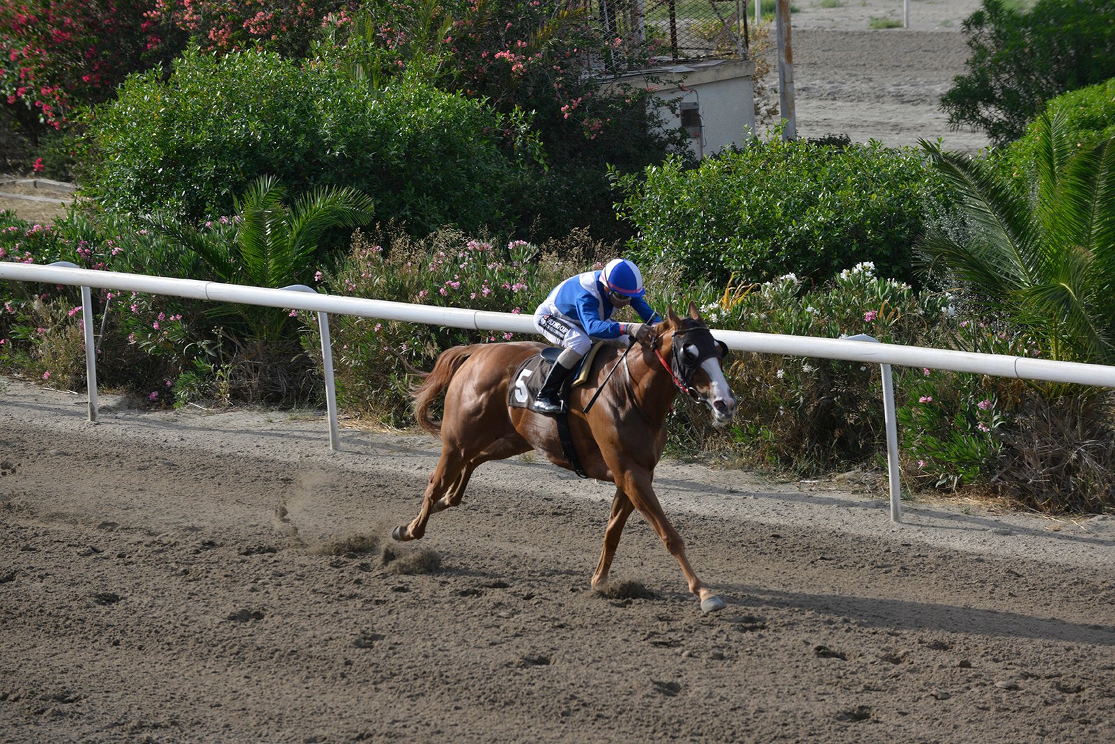 Το εξπρές σφύριξε πιο δυνατά την 4η φορά! 1 NICHOLAS THUNDER STK8696