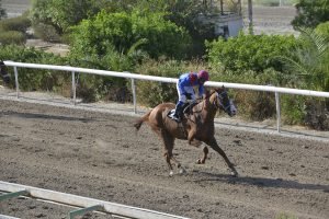 H Ένια δάμασε τους κλασικούς αρσενικούς 2 MILIOTIS OLMOS STK0772