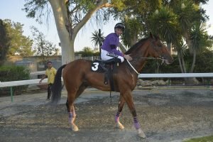 KAPSIDEROS 31.7.24 STK2234