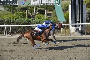 VENTO ANASTASIA STK2301