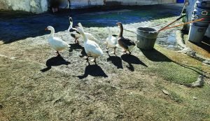 20240817 090419 e1725264774669