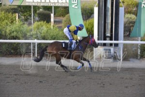 NEA LIVERKOTISA STK3498