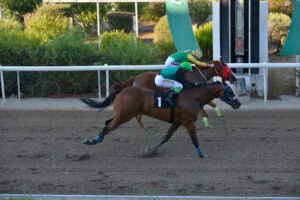 PASTELLO STAR 25.9.24 STK3675