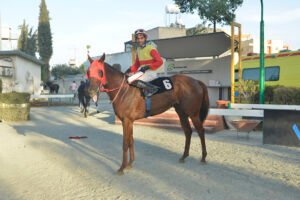 TOP WARUM KY. 1000 GINEES 2024 STK4259