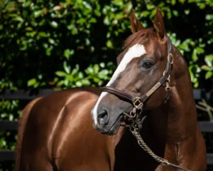 Ballylinch_Stud_18_06_28_AL-751-scaled