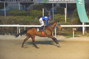 MIDIA – OAKS _STK5342