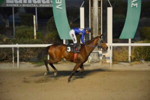 MIDIA – OAKS _STK5343