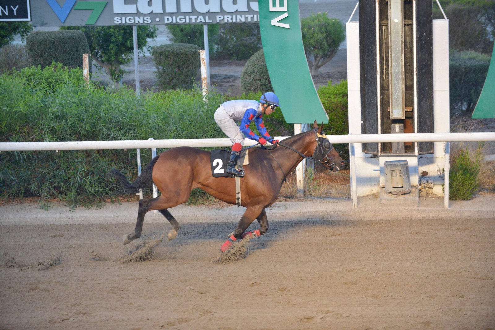 ZIAPELOUP_STK6782 web