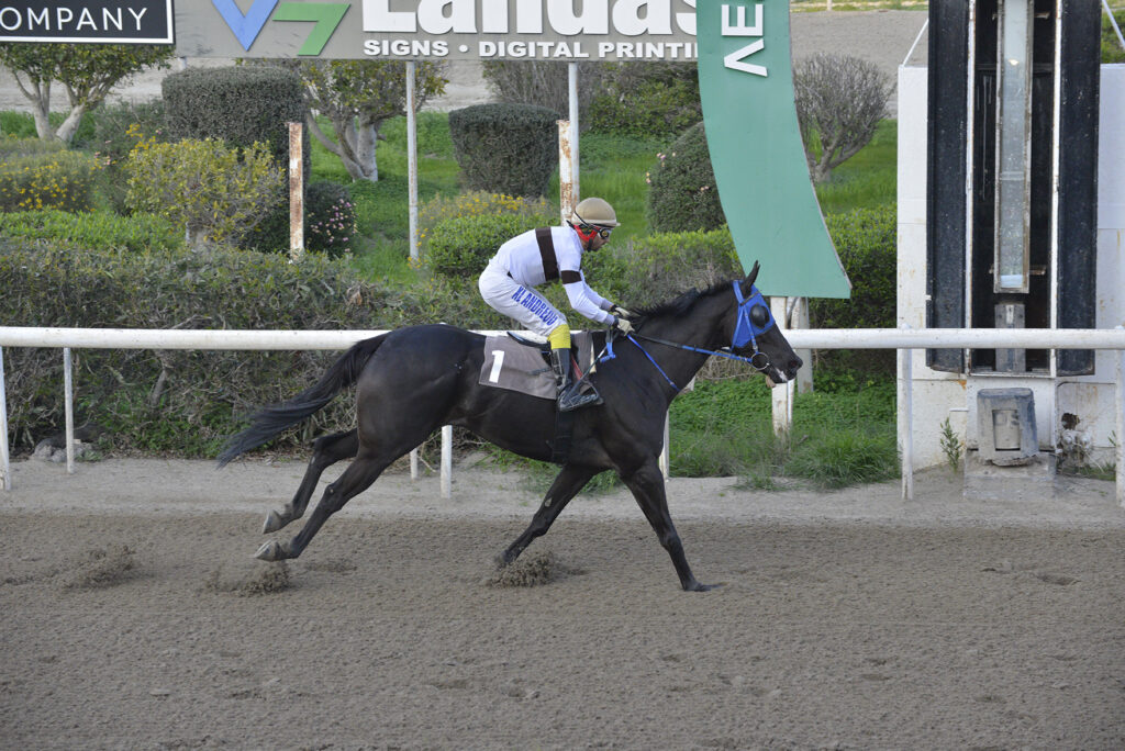 ELISEOS 26.1.15_STK7566