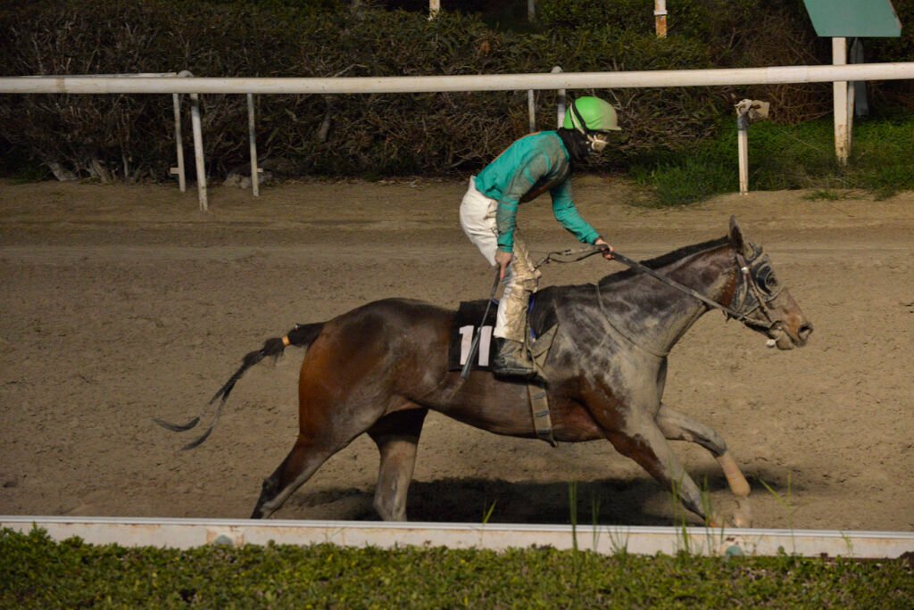 HAWAII DARLING_STK6882