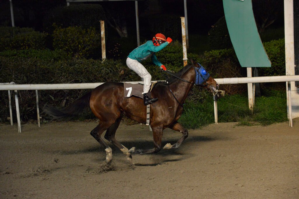 HAWAII MAJESTIK_STK7509