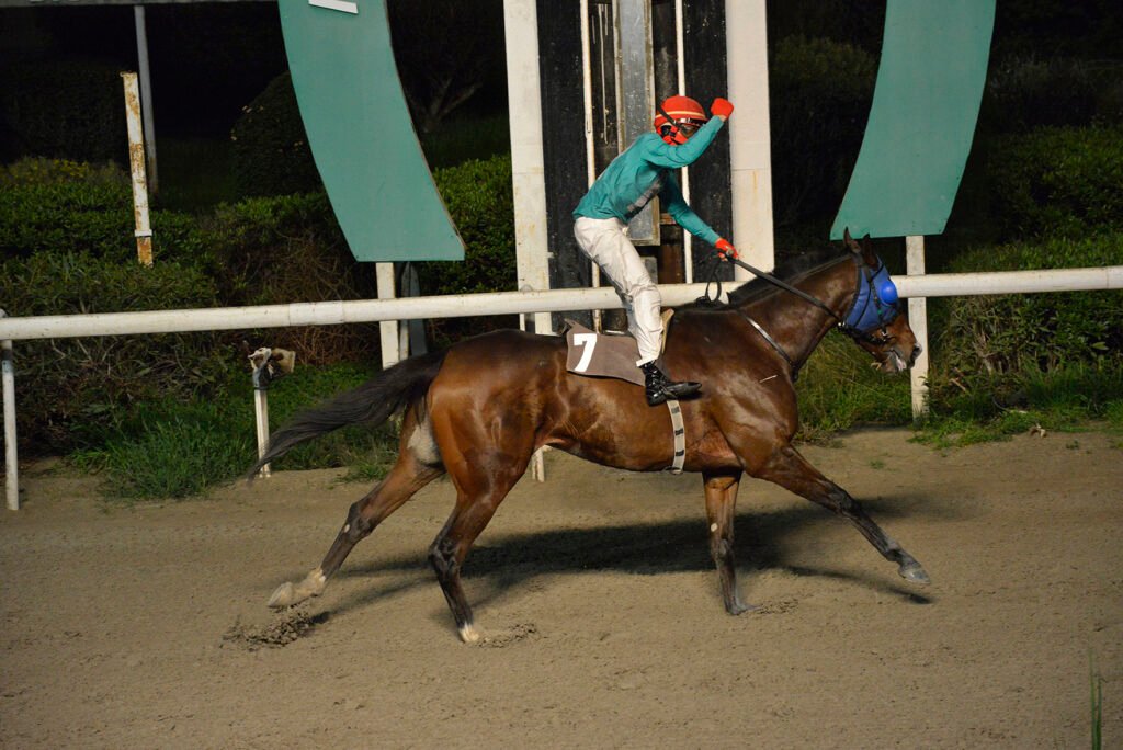 HAWAII MAJESTIK_STK7510