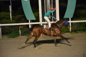 HAWAII MAJESTIK_STK7510