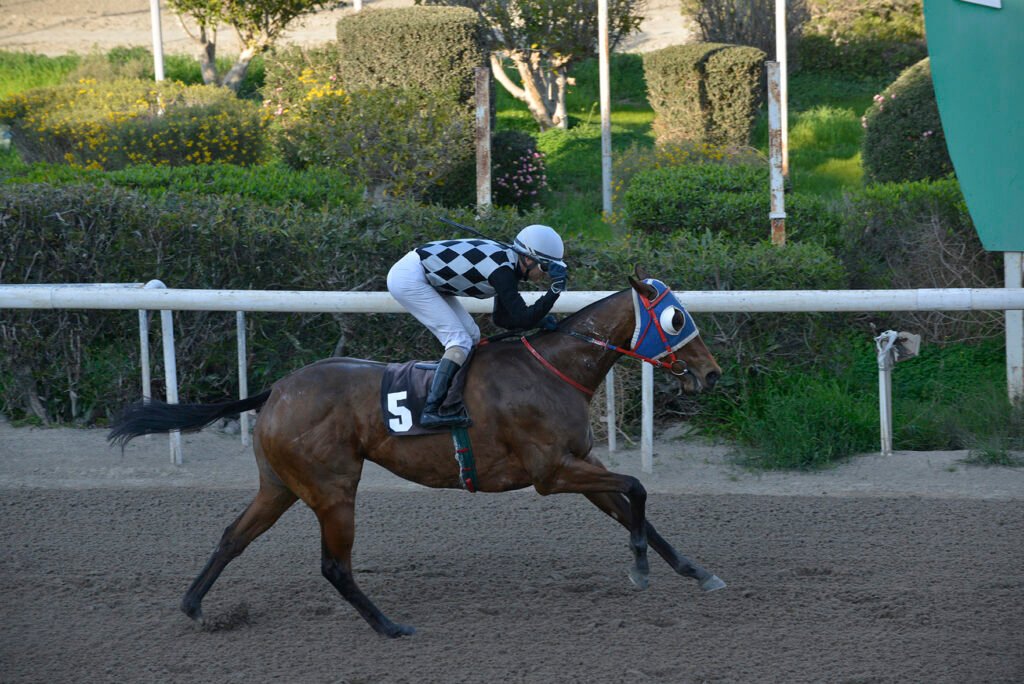 RUBY GALATIA_STK7662