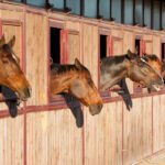 Horses in their stable