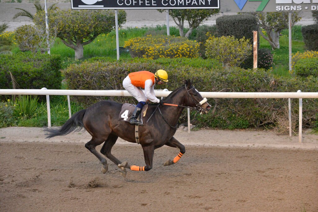 KING VAKLAS – AIMILIOU TAVERNARI_STK7950