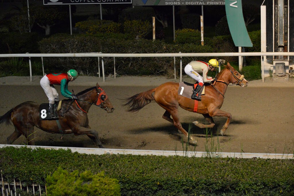 SIR LANCELOT_STK7807