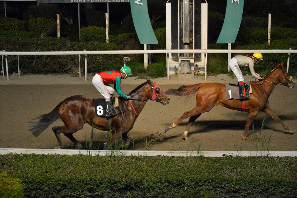 SIR LANCELOT_STK7808