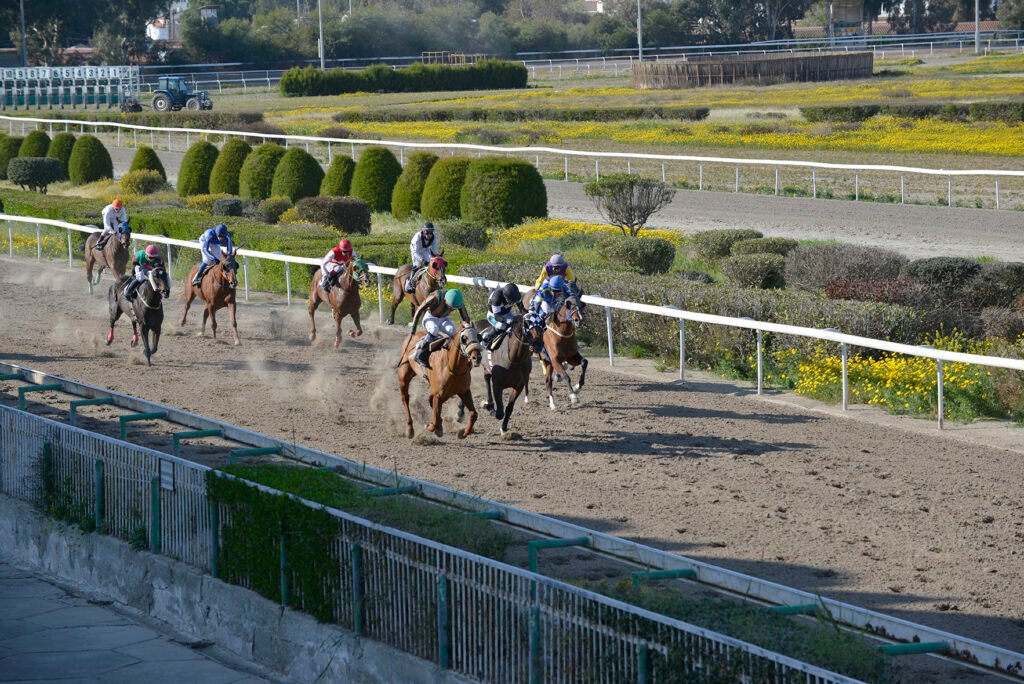 KING PSYLLOS 1.3.2025_STK9319