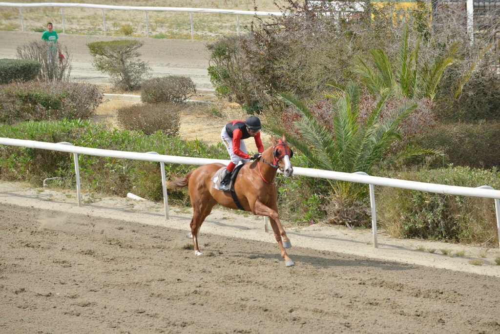 1_ARMY HORSE_STK2269