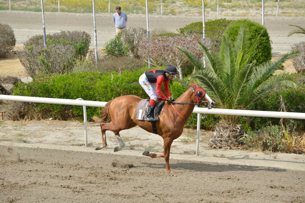 1_ARMY HORSE_STK2270