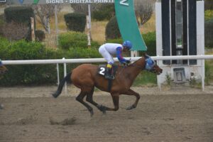 3_1_BONAMICO