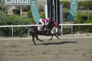 ΙΠΠΟΔΡΟΜΟΣ ΚΥΠΡΟΣ / IPPODROMOS KYPROS ΜΑΥΡΗ ΚΑΛΛΟΝΗ - 13/06/2025