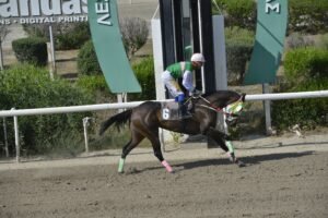 ΙΠΠΟΔΡΟΜΟΣ ΚΥΠΡΟΣ / IPPODROMOS KYPROS QUEEN KOLOKASOU ΚΟΥΗΝ ΚΟΛΟΚΑΣΟΥ - 04/06/2025