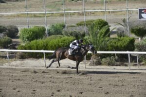 ΑΝΣΤΟΠΑΠΟΛ - 25/06/2025 - ΙΠΠΟΔΡΟΜΟΣ ΚΥΠΡΟΣ / IPPODROMOS KYPROS