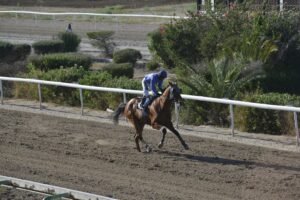 ΟΔΥΣΣΕΑΣ - 25/06/2025 - ΙΠΠΟΔΡΟΜΟΣ ΚΥΠΡΟΣ / IPPODROMOS KYPROS