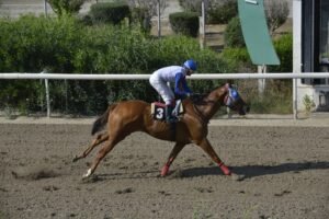 ΙΠΠΟΔΡΟΜΟΣ ΚΥΠΡΟΣ / IPPODROMOS KYPROS ZINGOLO ΖΙΓΚΟΛΟ - 04/06/2025