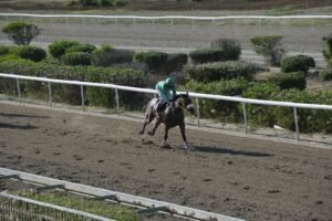 ΙΠΠΟΔΡΟΜΟΣ ΚΥΠΡΟΣ / IPPODROMOS KYPROS LADY WRITER ΛΕΙΤΥ ΡΑΙΤΕΡ - 01/06/2025