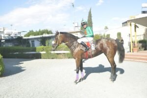 ΙΠΠΟΔΡΟΜΟΣ ΚΥΠΡΟΣ / IPPODROMOS KYPROS LADY WRITER ΛΕΙΤΥ ΡΑΙΤΕΡ - 01/06/2025