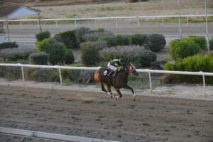 ΙΠΠΟΔΡΟΜΟΣ ΚΥΠΡΟΣ / IPPODROMOS KYPROS SWEET MILLIONAIRE ΣΟΥΗΤ ΜΙΛΙΟΝΕΡ - 04/06/2025