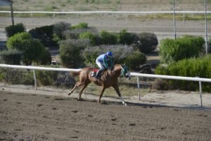 ΣΤΑΡΛΙΝΓΚ - 20/06/2025 ΙΠΠΟΔΡΟΜΟΣ ΚΥΠΡΟΣ / IPPODROMOS KYPROS