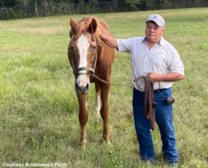 ΙΠΠΟΔΡΟΜΟΣ ΚΥΠΡΟΣ / IPPODROMOS KYPROS