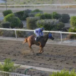 ΙΠΠΟΔΡΟΜΟΣ ΚΥΠΡΟΣ / IPPODROMOS KYPROS ANDROMACHI ΑΝΔΡΟΜΑΧΗ - ΕΠΙΧΟΡΗΓΗΜΕΝΗ Χαράλαμπου Σεραφείδη - 18/07/2025